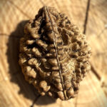Top view of 2 Mukhi South Indian Rudraksha placed on a wooden block with a blurred background, showcasing its twin-faced surface and natural texture.