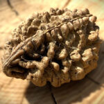 Side view of 2 Mukhi South Indian Rudraksha placed on a wooden block with a blurred background, highlighting its natural twin-faced groove.