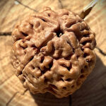 Side view of 4 Mukhi Rudraksha placed on a wooden block with a blurred background, highlighting its natural grooves and texture.