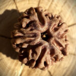 Top view of 5 Mukhi Rudraksha placed on a wooden block with a blurred background, highlighting the bead’s surface and natural design.
