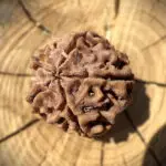 Side view of 5 Mukhi Rudraksha placed on a wooden block with a blurred background, highlighting the bead's natural contours.