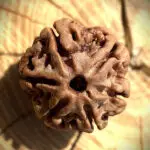 Top-angle view of 6 Mukhi Rudraksha placed on a wooden block with a blurred background, focusing on the bead’s detailed surface.