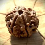 6 Mukhi Rudraksha placed on a wooden block with a softly blurred garden background, highlighting the bead’s natural texture.