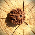 Natural 7 Mukhi Rudraksha resting on a wooden surface with seven visible lines and textured contours
