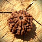 7 Mukhi Rudraksha photographed at an angle on a wooden surface showing natural grooves and seven clear lines